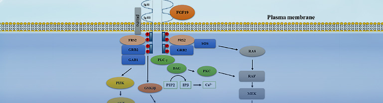 靶向治疗整体解决方案-FGF19