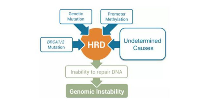 迈杰分享第04期：同源重组修复缺陷（HRD）状态分析